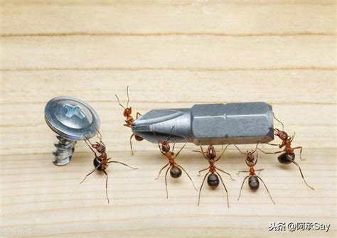 可愛暱稱 家裏很多螞蟻